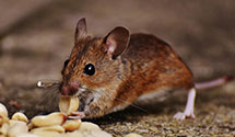 24 Hour & Emergency Exterminators in East Bank, WV